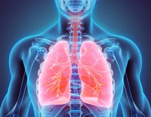 3D illustration of Lungs, medical concept.